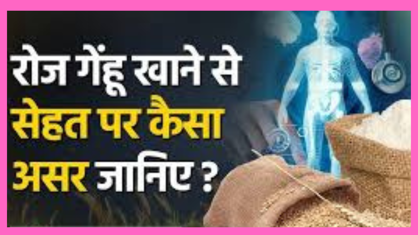 गेहूं है की तोंद